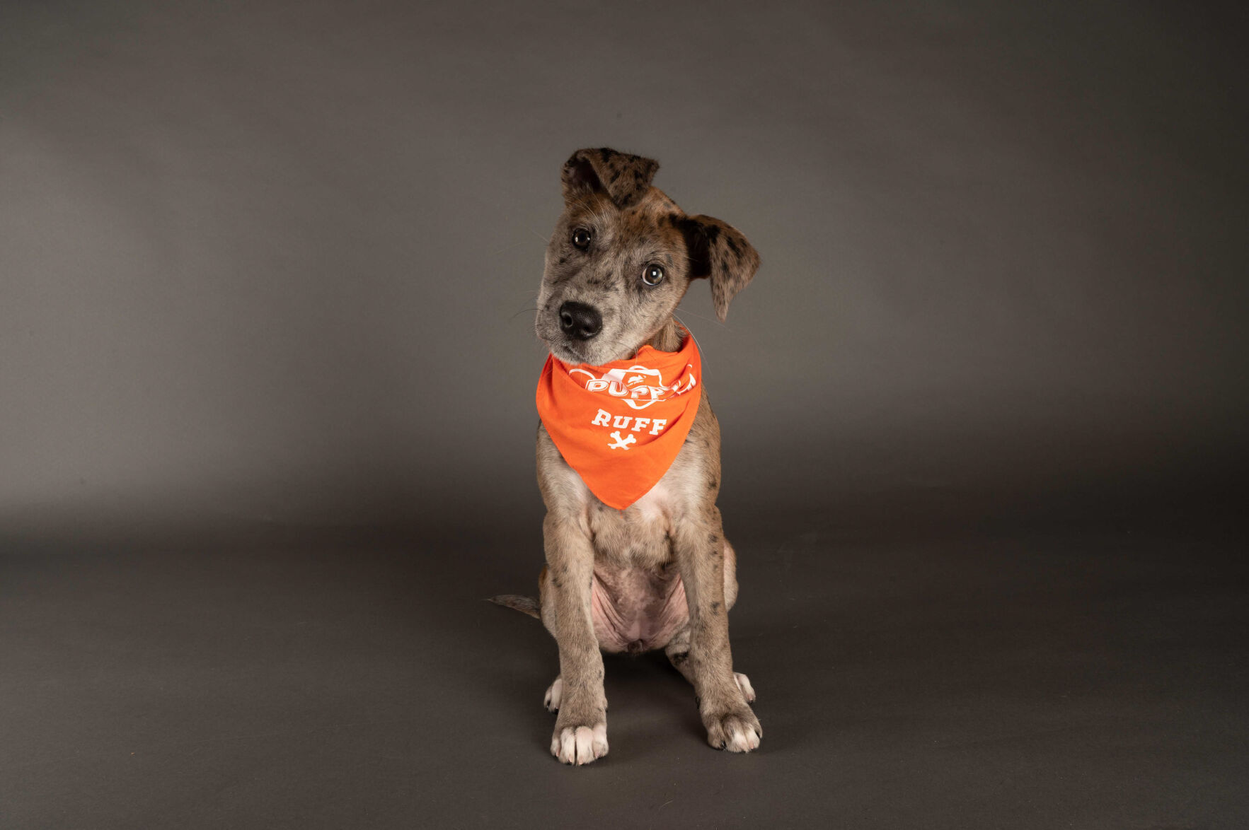PUPPY BOWL XVII
